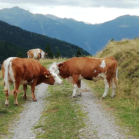 Сasa de vacaciones Haus Lois Weissbriach